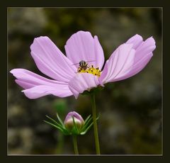 Cosmea mit Biene