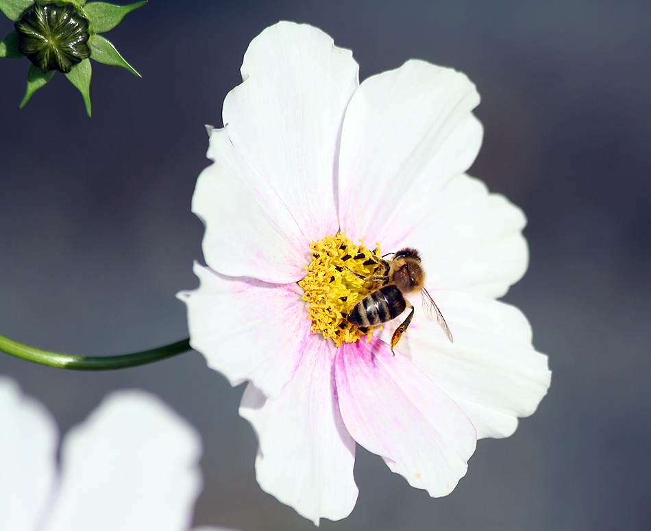 Cosmea mit Biene