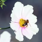 Cosmea mit Biene