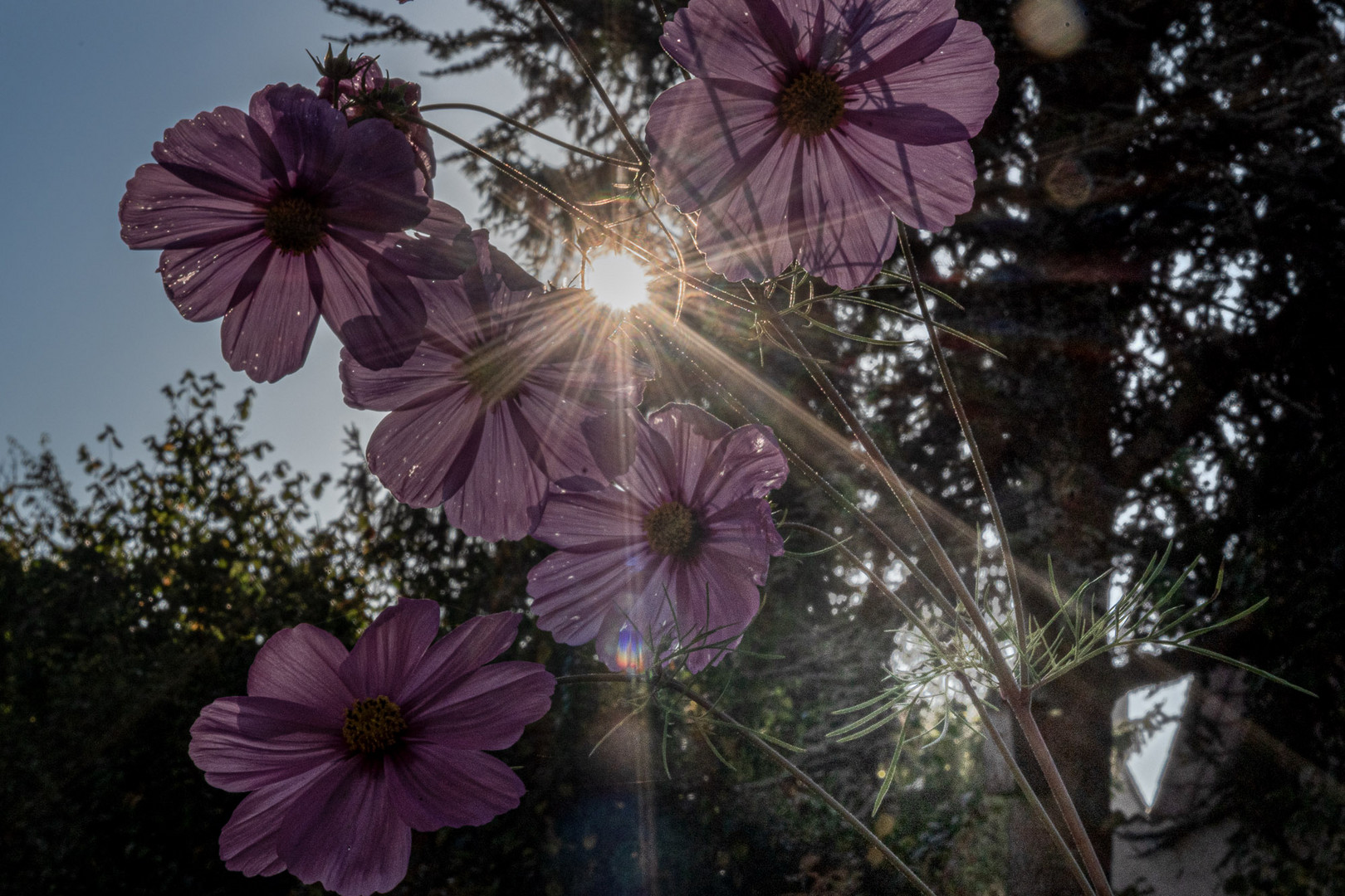 Cosmea mit der Sonne