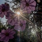 Cosmea mit der Sonne