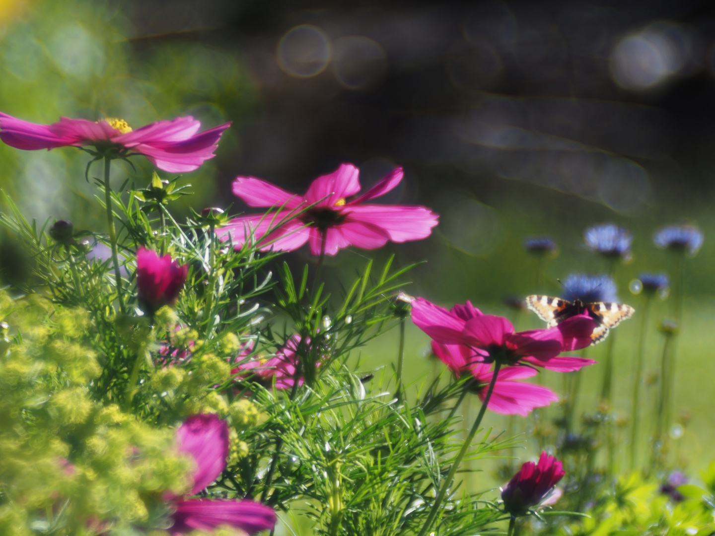 Cosmea mit Fuchs