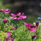 Cosmea mit Fuchs