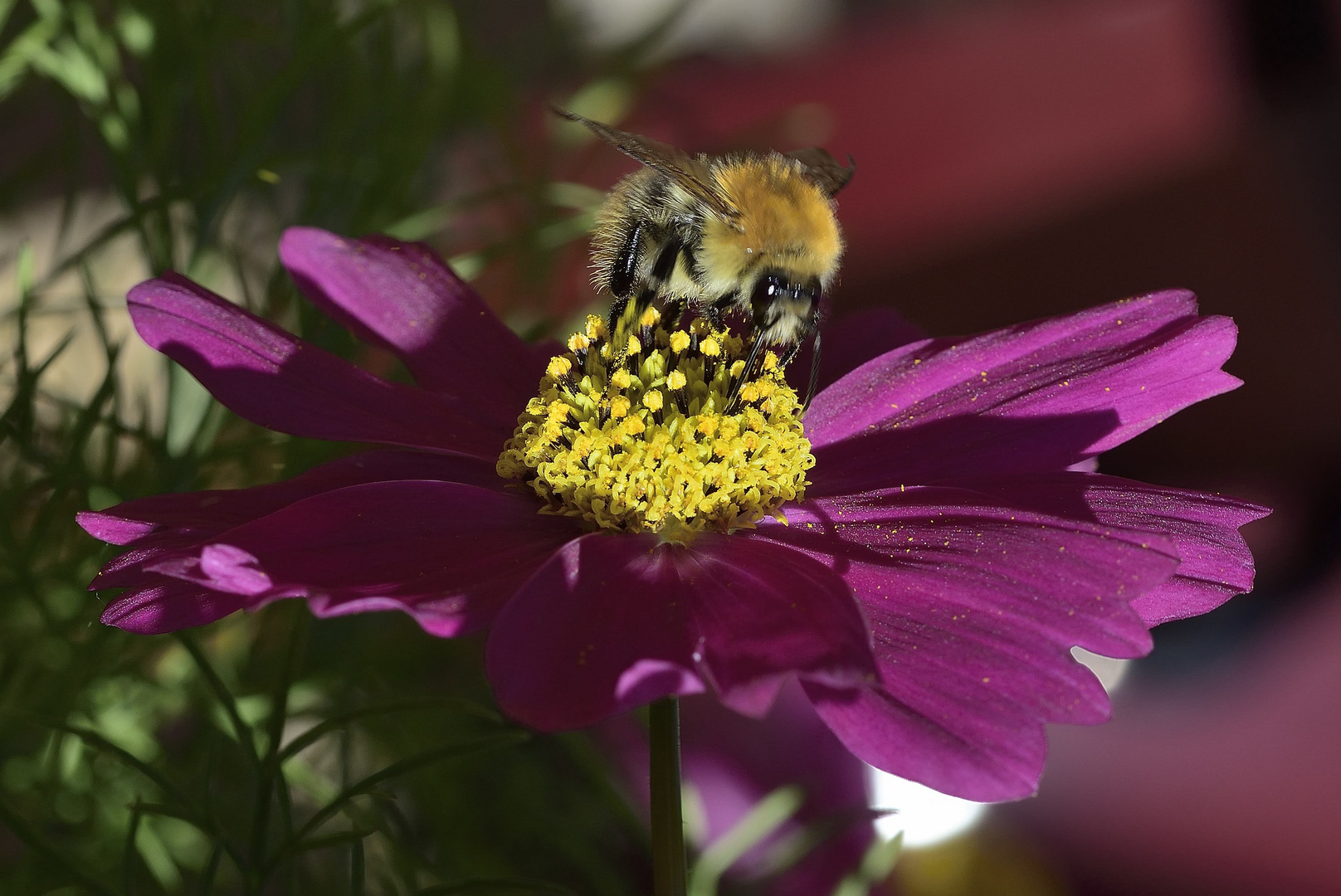 Cosmea mit Hummel