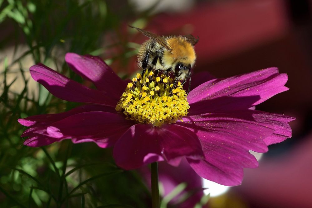 Cosmea mit Hummel