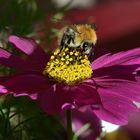 Cosmea mit Hummel