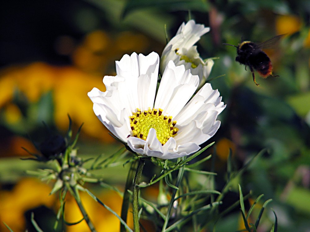 Cosmea mit Hummel