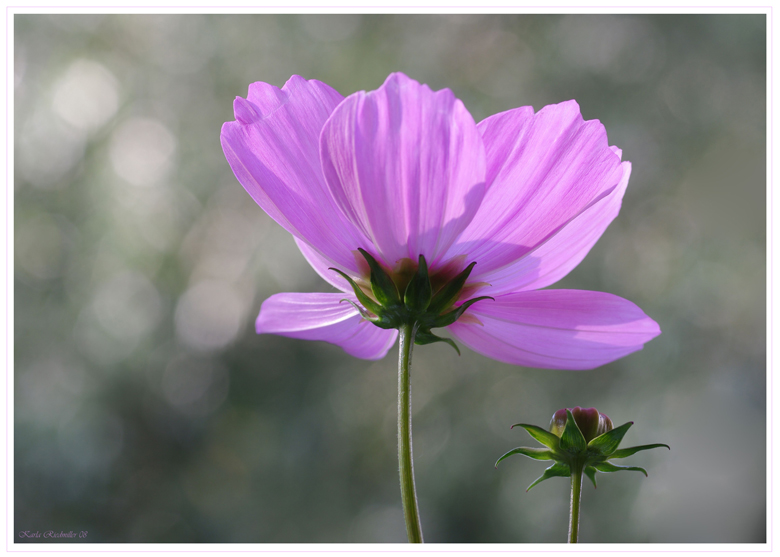 Cosmea mit Knospe und Rahmen 1