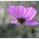 Cosmea mit Knospe und Rahmen 1