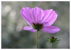 Cosmea mit Knospe und Rahmen 1