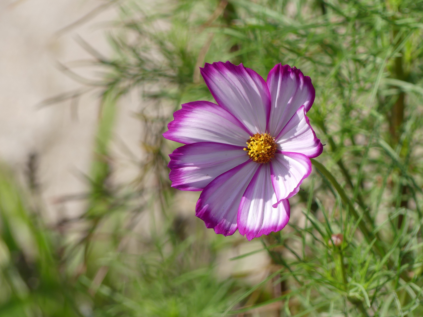 Cosmea mit Rand