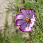 Cosmea mit Rand