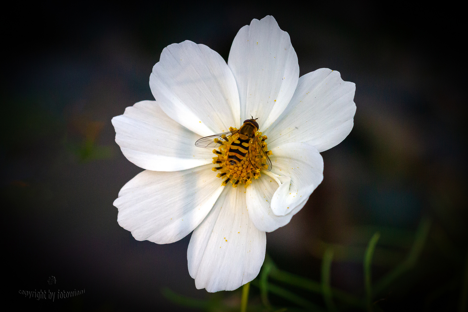 Cosmea mit Schwebfliege