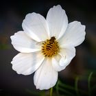 Cosmea mit Schwebfliege