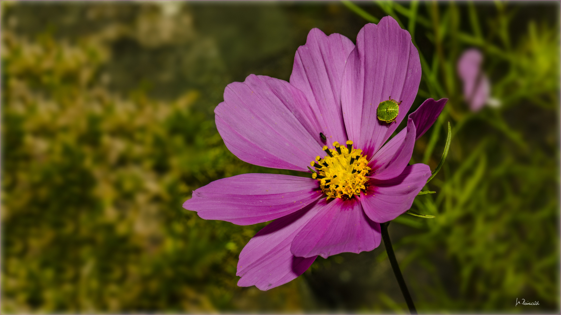 Cosmea mit Wanze