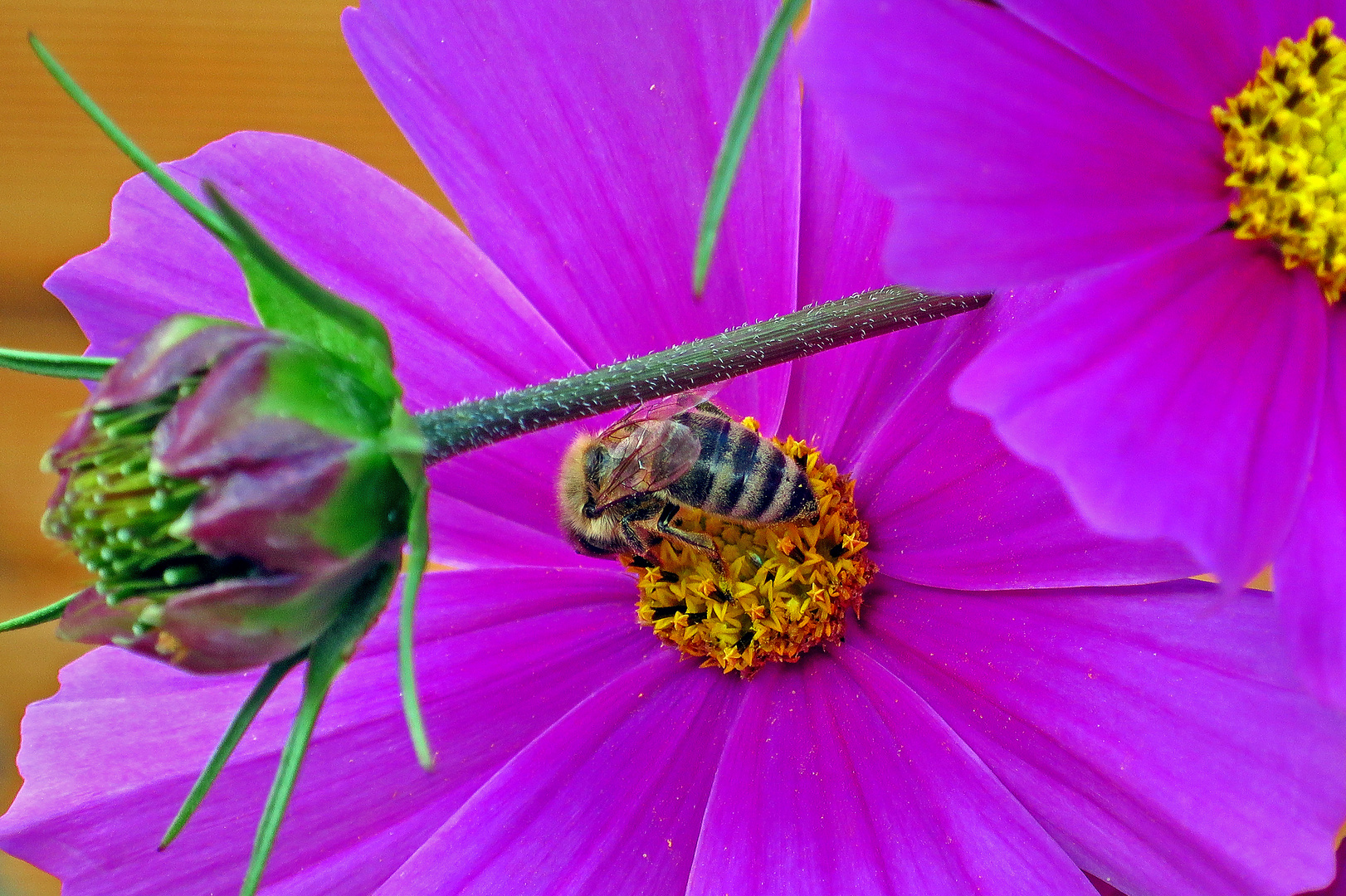 Cosmea-Nektar schlürfen