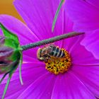 Cosmea-Nektar schlürfen