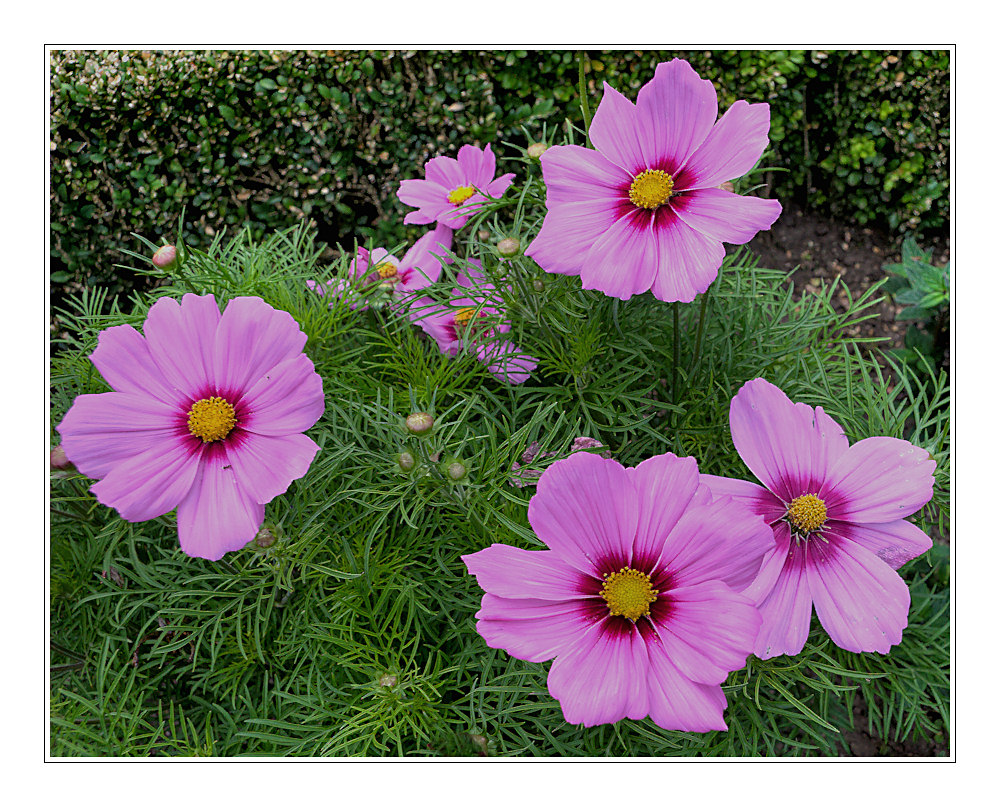 cosmea - NEU