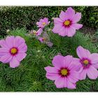 cosmea - NEU