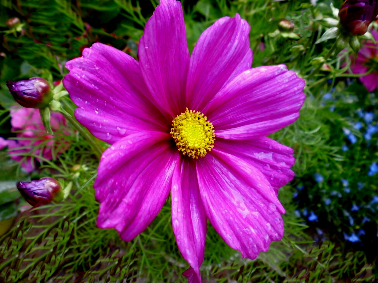 Cosmea - oder auch Schmuckkörbchen genannt