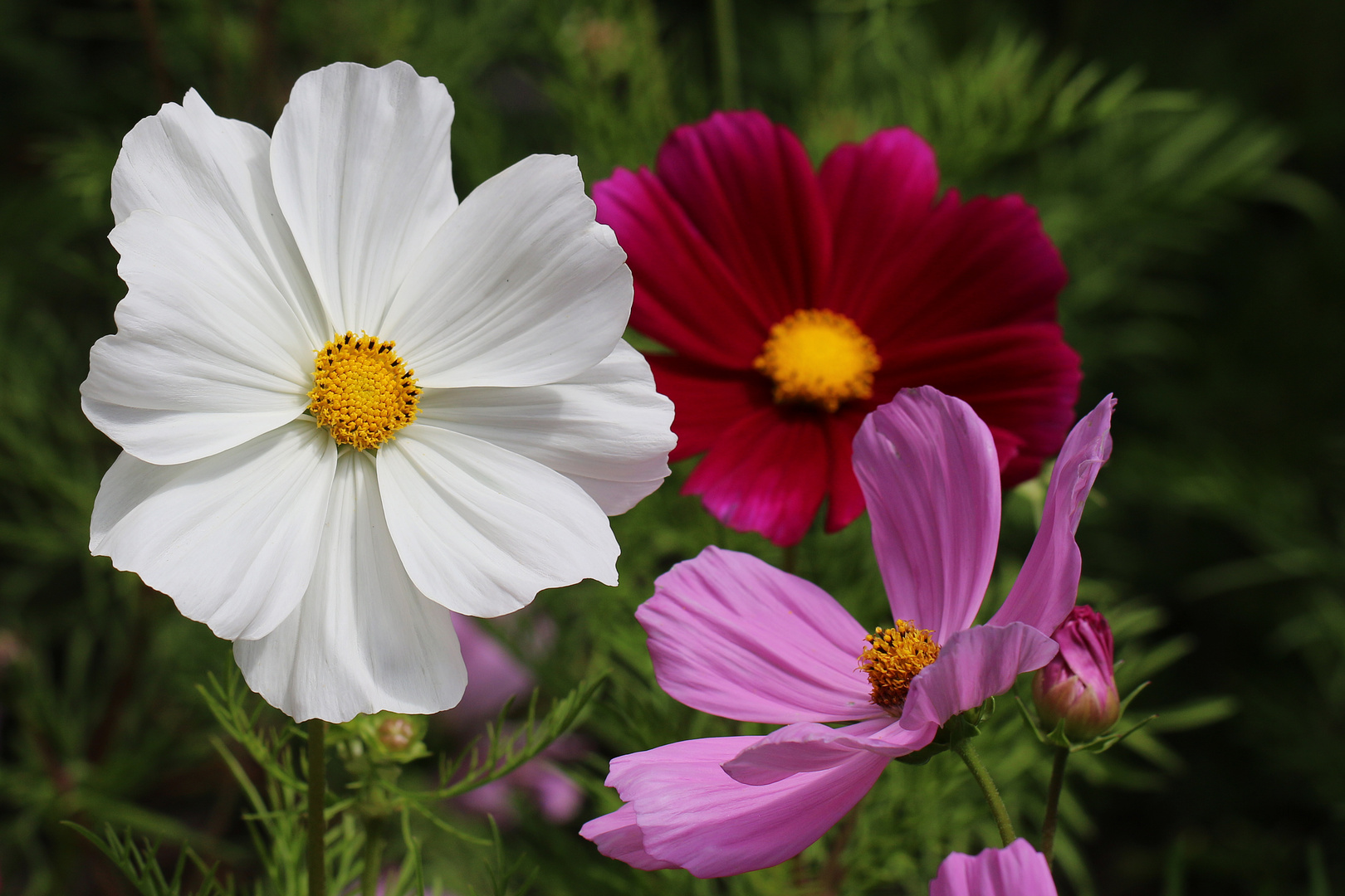 Cosmea oder Schmuckkörbchen