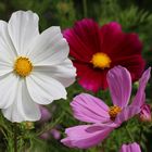 Cosmea oder Schmuckkörbchen