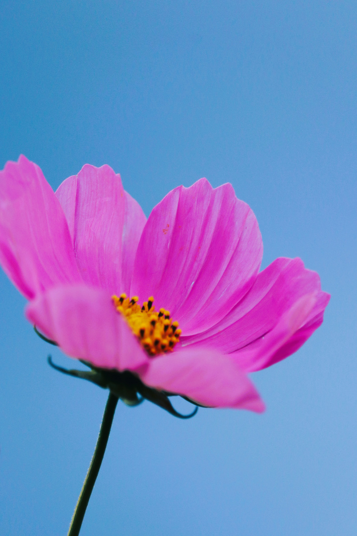 Cosmea Okt 2023_8366