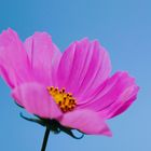 Cosmea Okt 2023_8366