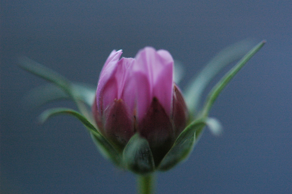 Cosmea piccolo fiore