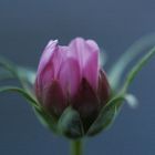 Cosmea piccolo fiore