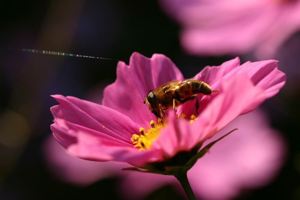 Cosmea-Pollen-Schmaus