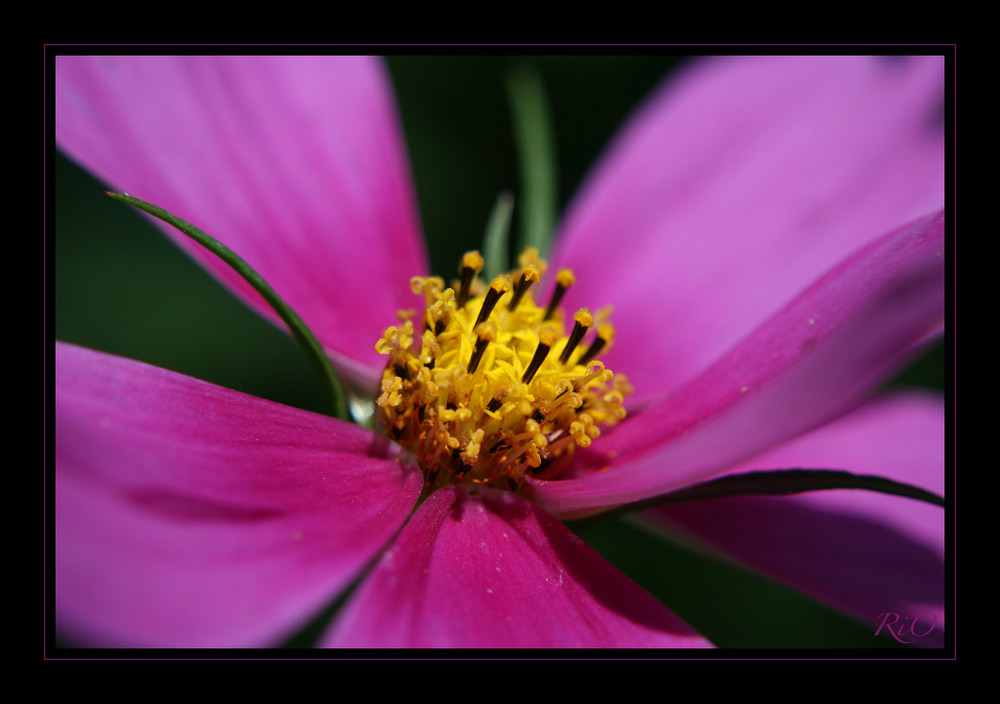 Cosmea – pretty in pink