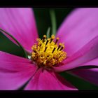 Cosmea – pretty in pink