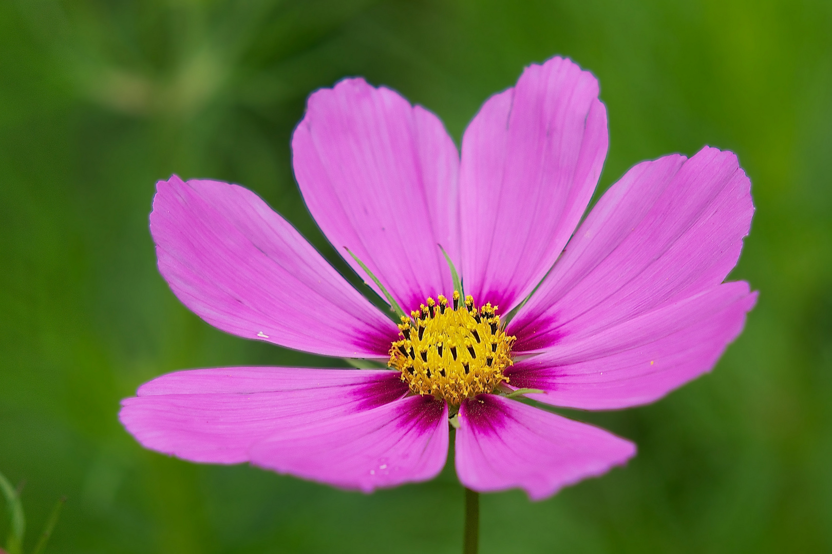 Cosmea (reloaded)