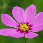 Cosmea (reloaded)