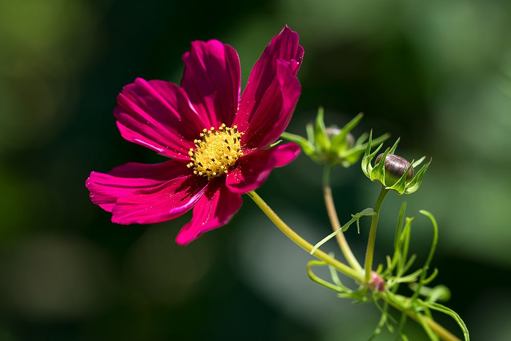 Cosmea - Schmuckkörbchen