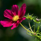 Cosmea - Schmuckkörbchen