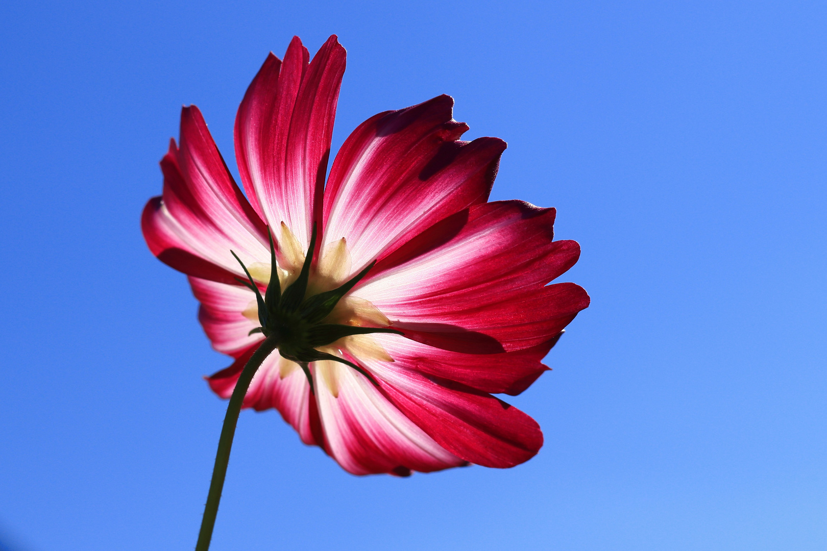 Cosmea - Schmuckkörbchen (2)