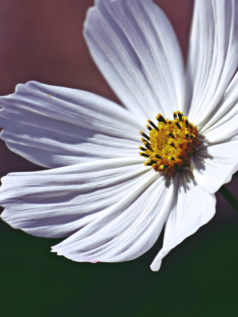 Cosmea - Schmuckkörbchen