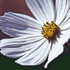 Cosmea - Schmuckkörbchen