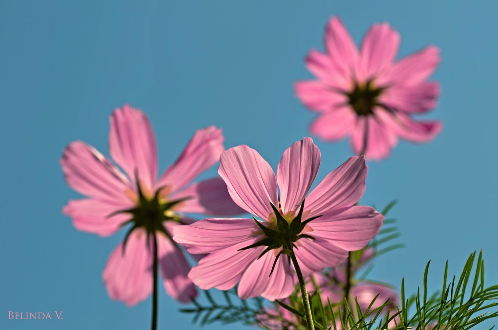 Cosmea-Schmuckkörbchen