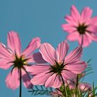 Cosmea-Schmuckkörbchen