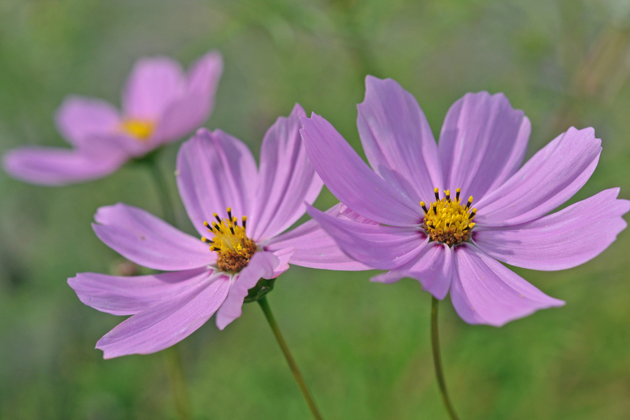 Cosmea / Schmuckkörbchen