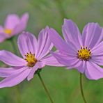 Cosmea / Schmuckkörbchen