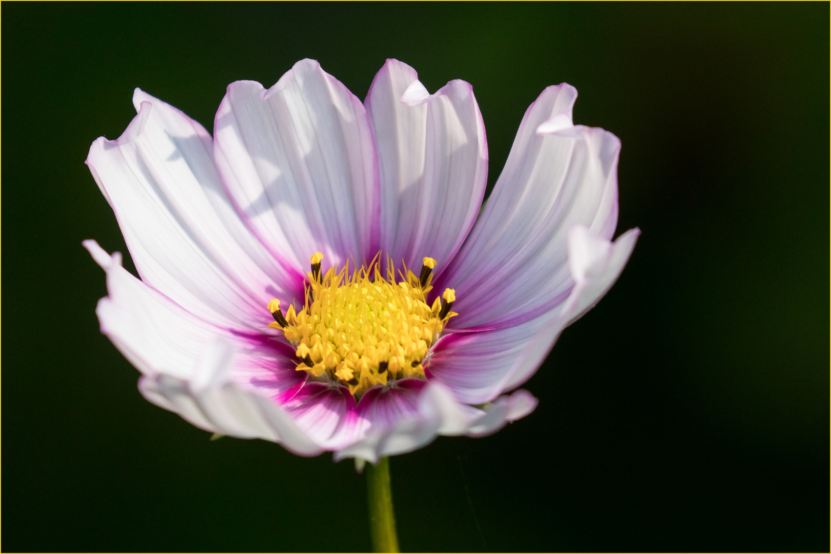 Cosmea - Schmuckkörbchen