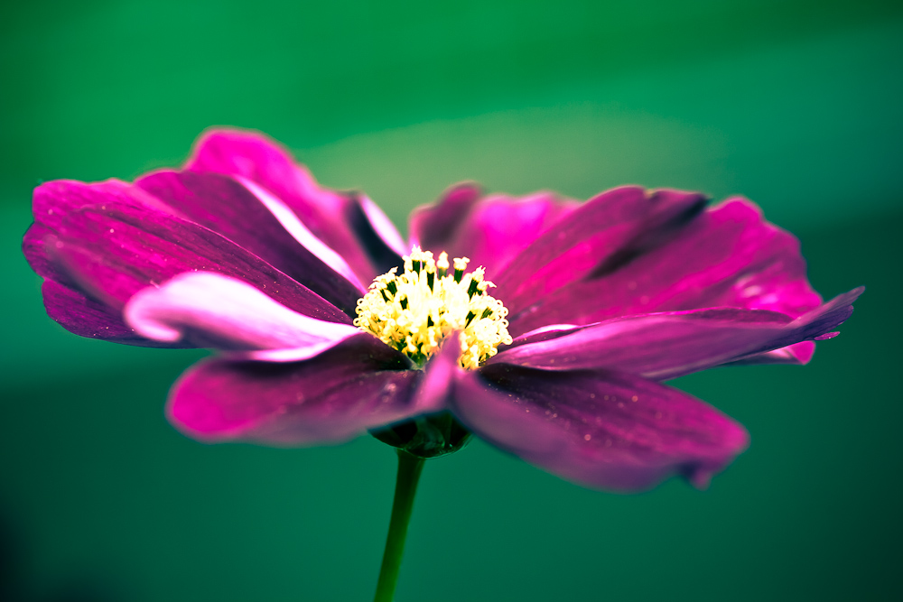 Cosmea - Schmuckkörbchen