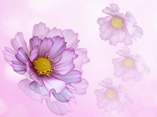   Cosmea, Schmuckkörbchen (Cosmos bipinnatus )