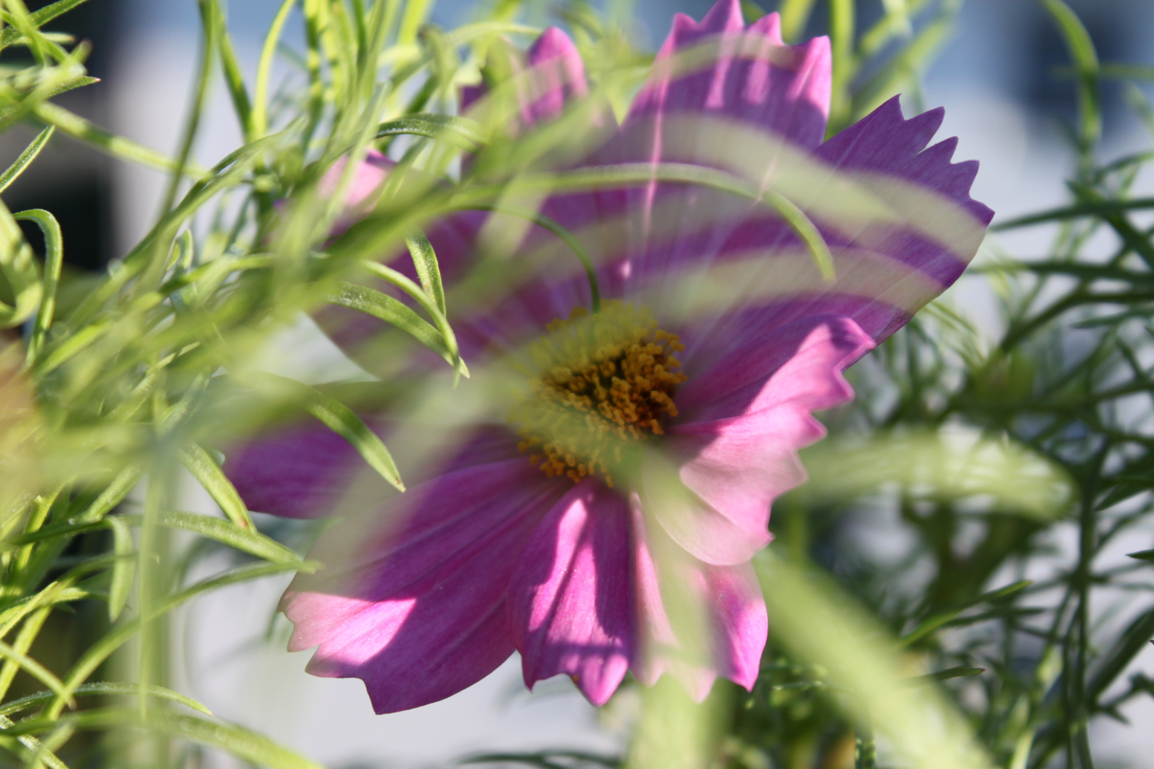 Cosmea Schmuckkörbchen