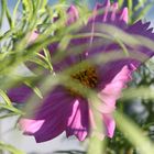 Cosmea Schmuckkörbchen