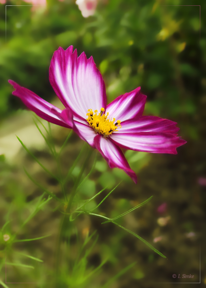 . Cosmea, Schmuckkörbchen .